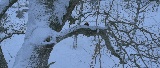 Screenshot preview