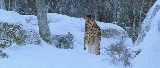 Screenshot preview